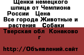 Щенки немецкого шпица от Чемпиона России › Цена ­ 50 000 - Все города Животные и растения » Собаки   . Тверская обл.,Конаково г.